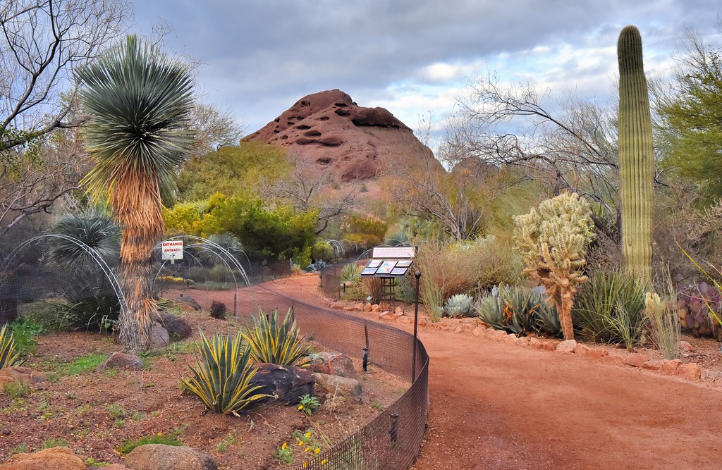 Desert Rock Gardens