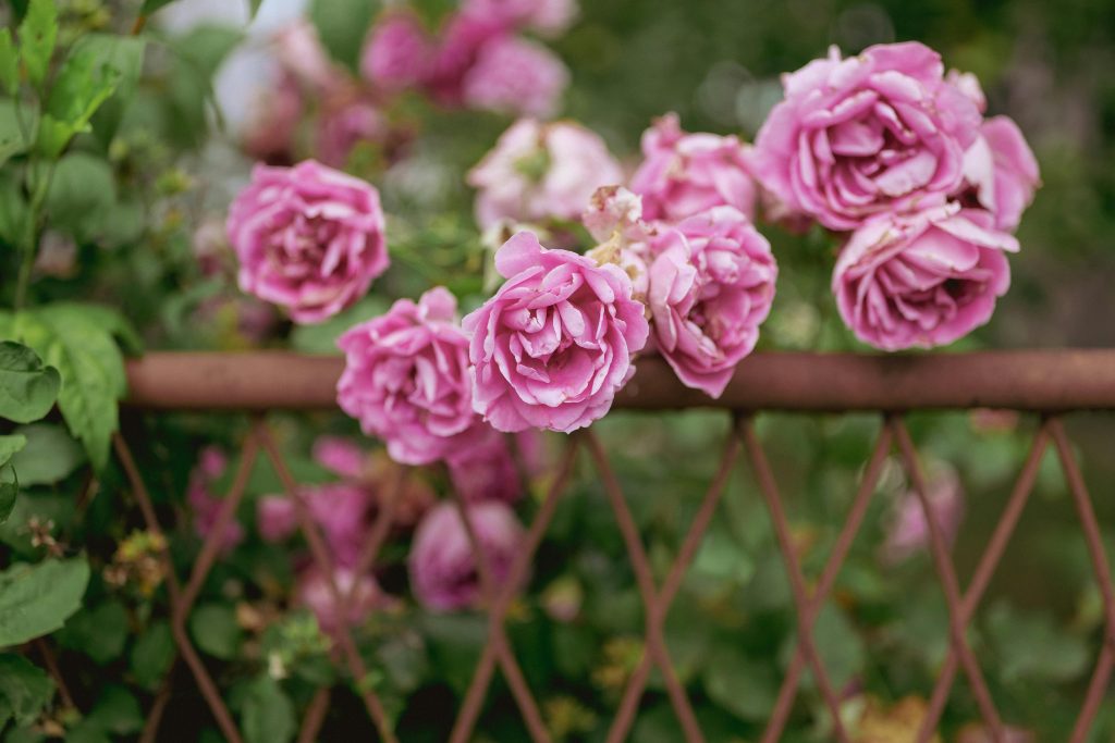 Enhancing the Beauty of Your Pink Rose Garden